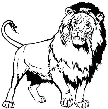lionslogo.jpg